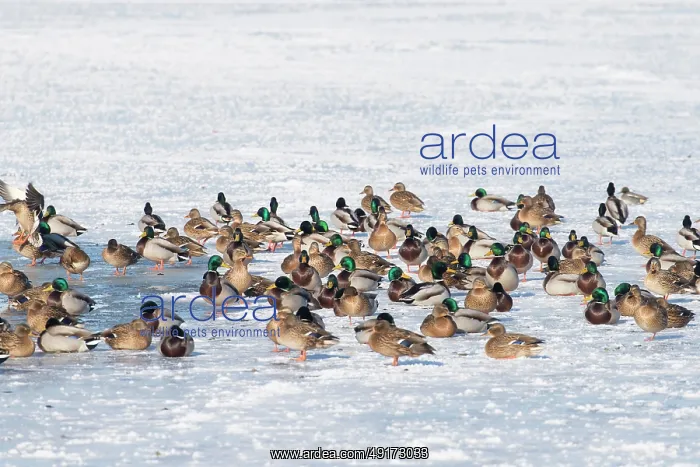 : Mallard Ducks Winter