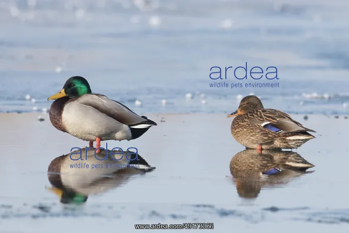 : Mallard Ducks Winter : Mallard Ducks Winter