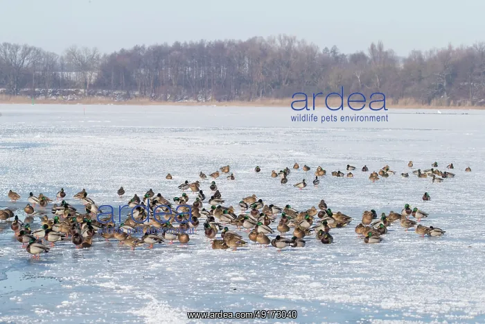  : Mallard Ducks Winter