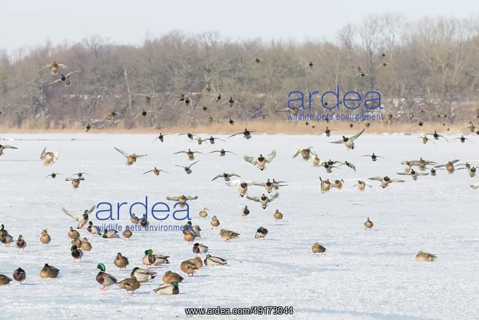  : Mallard Ducks Winter