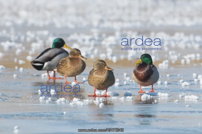 : Mallard Ducks Winter : Mallard Ducks Winter