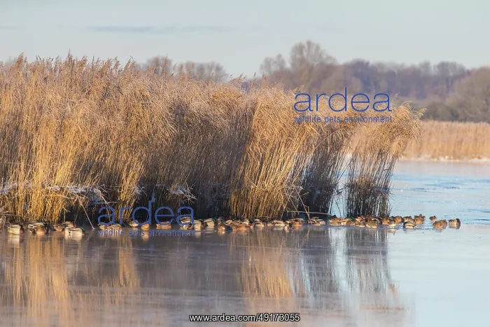 : Mallard Ducks Winter : Mallard Ducks Winter