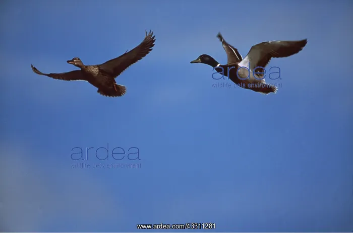  : Mallard DUCKS - x two in flight, male and female