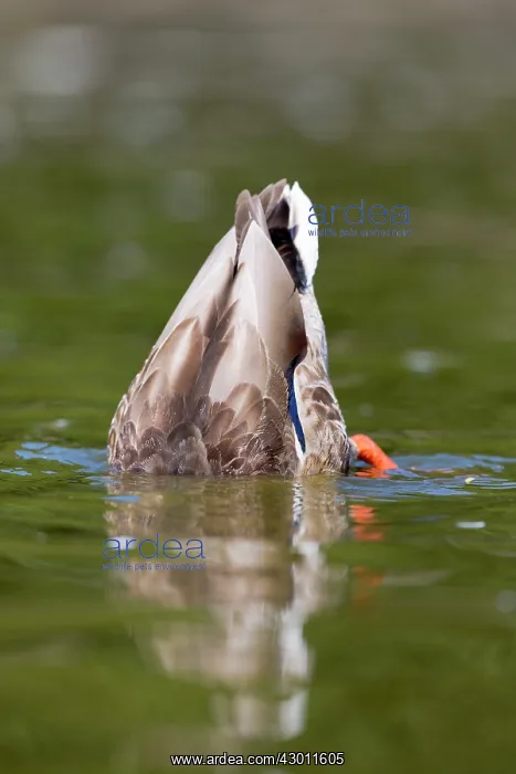 : Mallard - with eclipse plumage upending : Mallard - with eclipse plumage upending