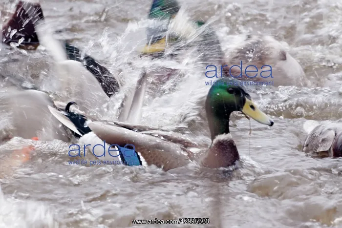 : Mallard - feeding frenzy : Mallard - feeding frenzy