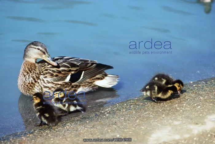 : MALLARD - female adult and ducklings : MALLARD - female adult and ducklings