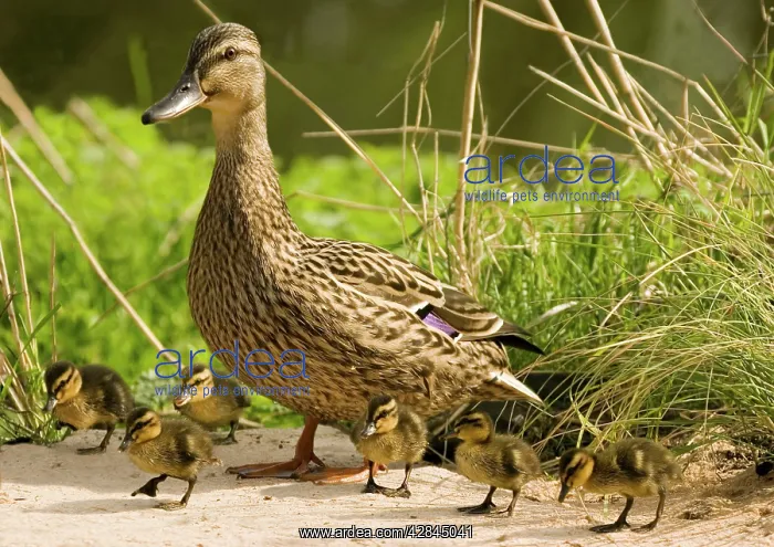 : Mallard - female with ducklings : Mallard - female with ducklings