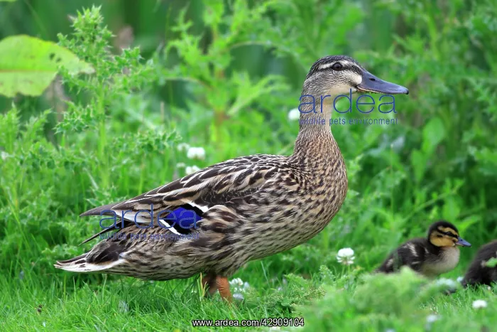 : Mallard female - with ducklings : Mallard female - with ducklings
