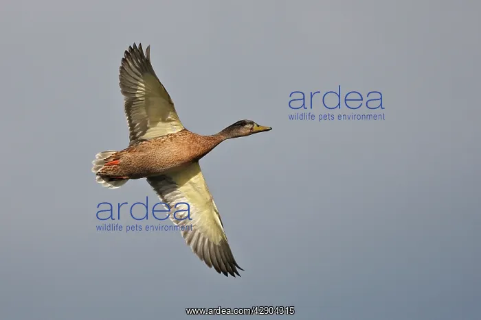 : Mallard female in flight : Mallard female in flight
