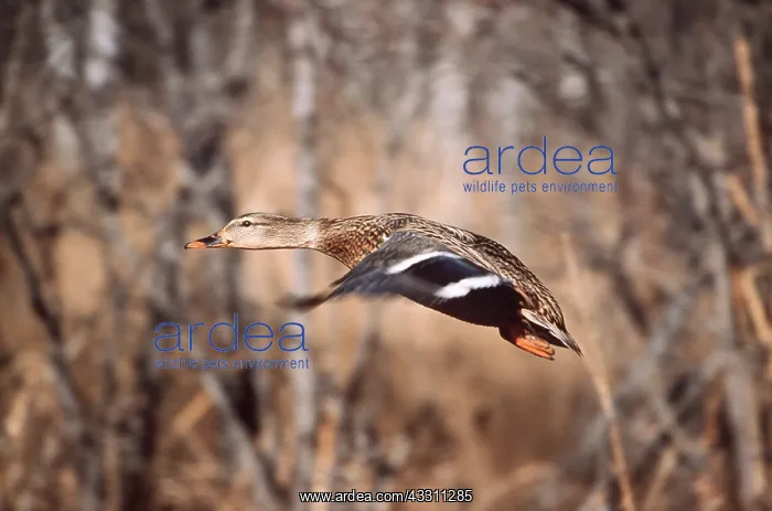: MALLARD - female in flight : MALLARD - female in flight