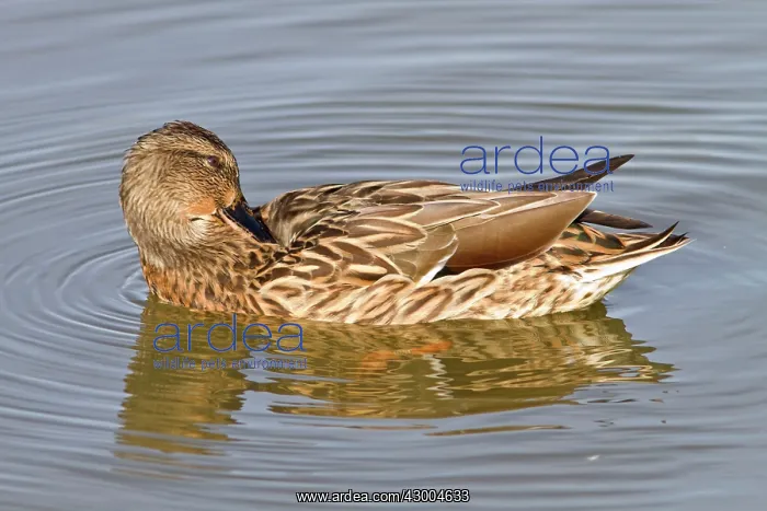 : Mallard female preening : Mallard female preening