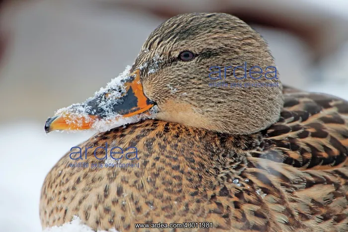 : Mallard female in snow : Mallard female in snow