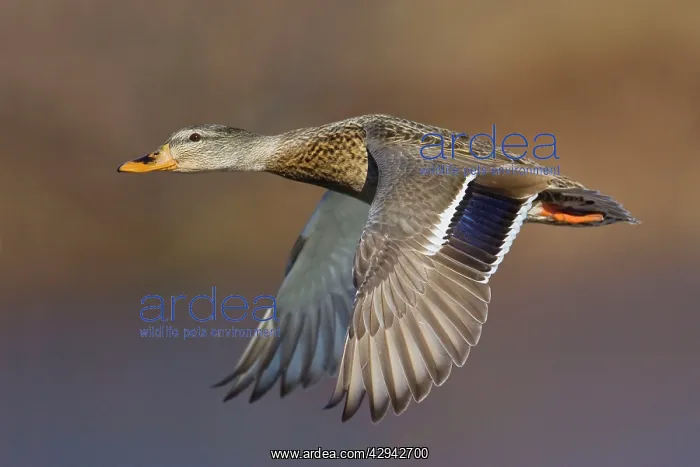 : Mallard - female in winter : Mallard - female in winter