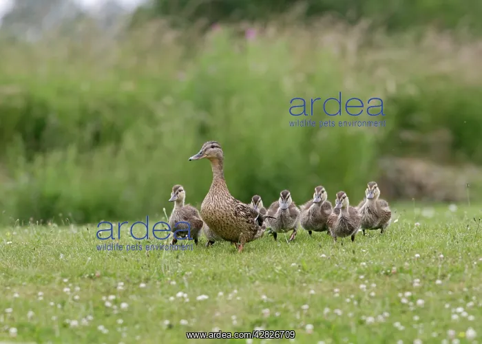 : Mallard - female with young : Mallard - female with young