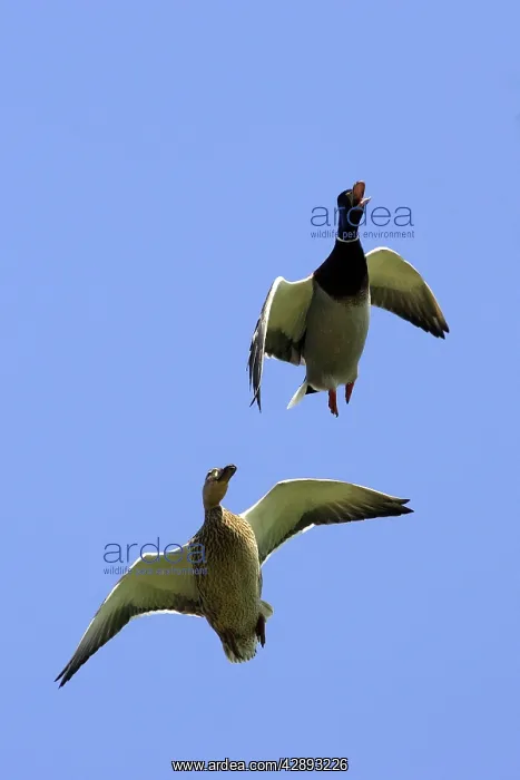 : Mallard - two in flight : Mallard - two in flight