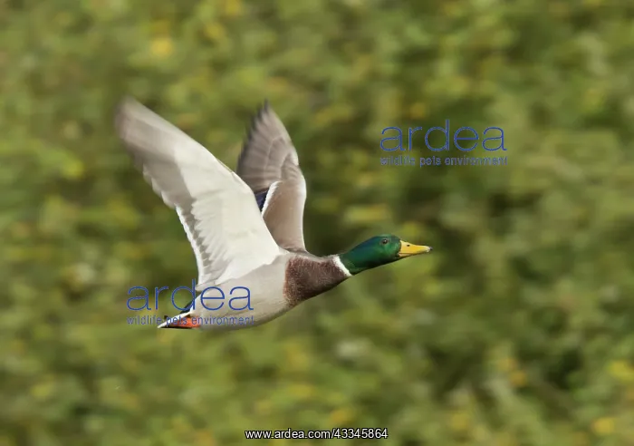 : Mallard - in flight : Mallard - in flight