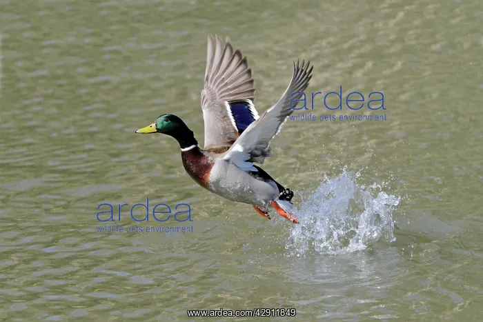 : Mallard - in flight taking off from lake : Mallard - in flight taking off from lake