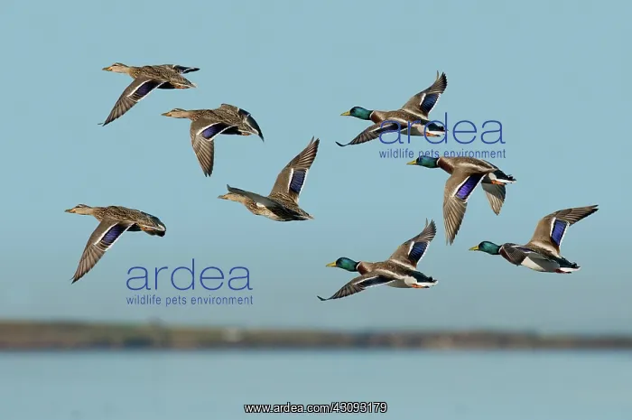 : Mallard flock flying : Mallard flock flying