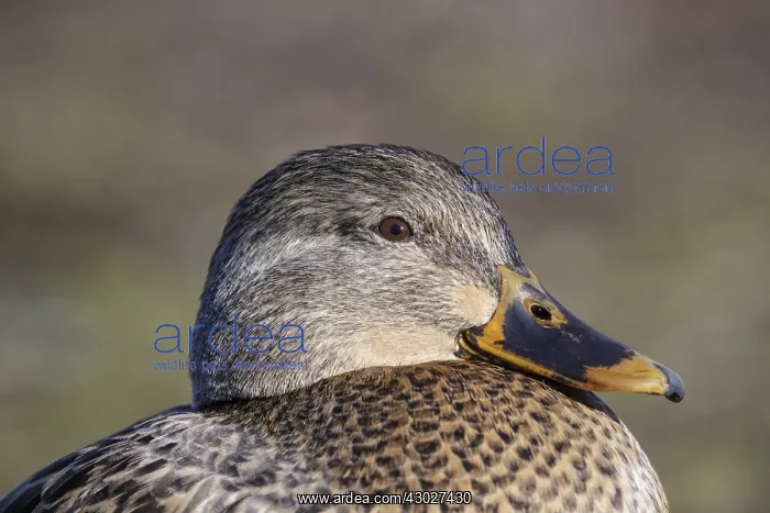  : Mallard head shot