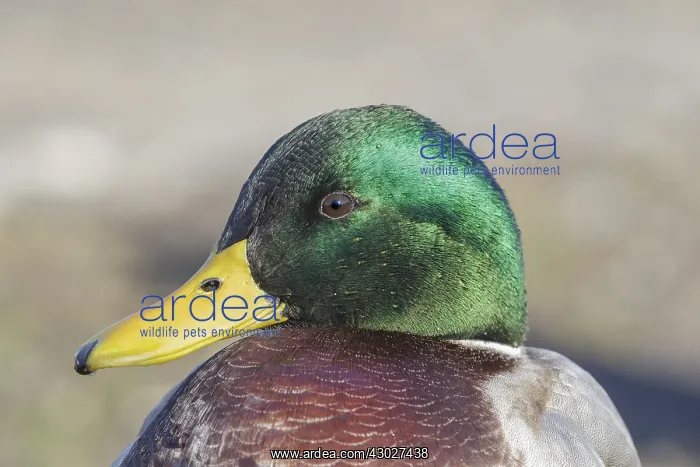  : Mallard head shot