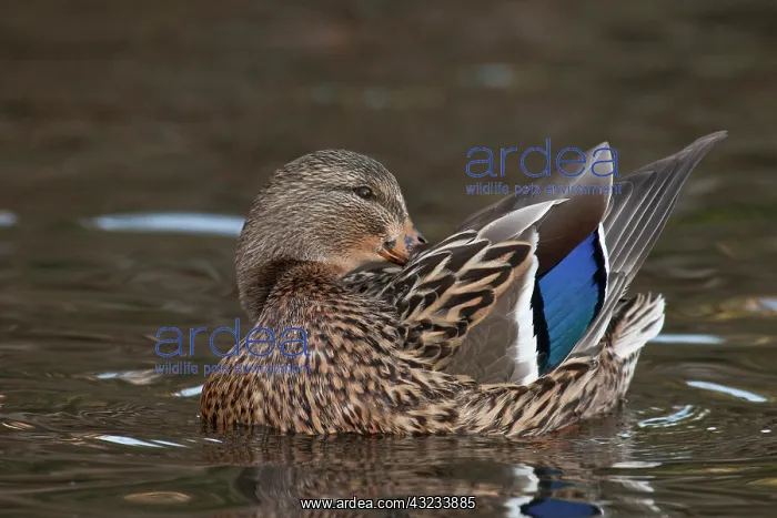 : A Mallard hen (Anas plathyrhynchos) preening : A Mallard hen (Anas plathyrhynchos) preening