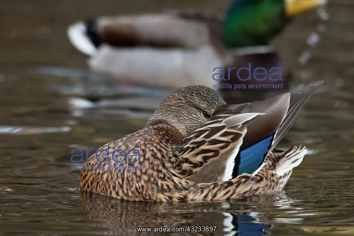 : A Mallard hen (Anas plathyrhynchos) preening : A Mallard hen (Anas plathyrhynchos) preening