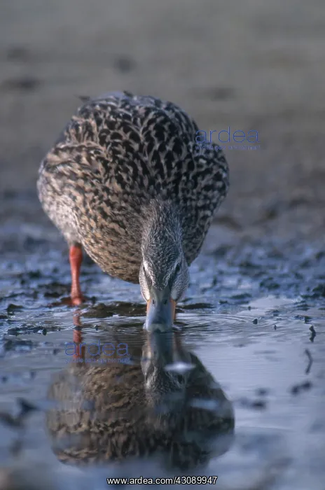 : Mallard Hen Drinking : Mallard Hen Drinking