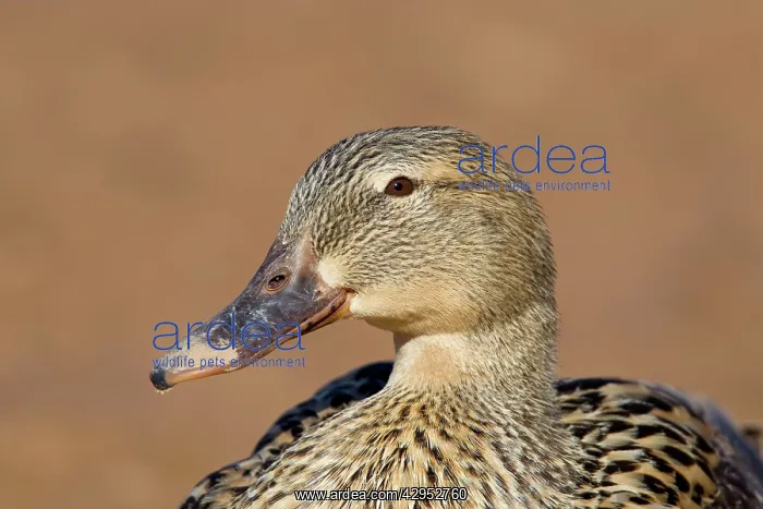 : Mallard - hen / female : Mallard - hen / female