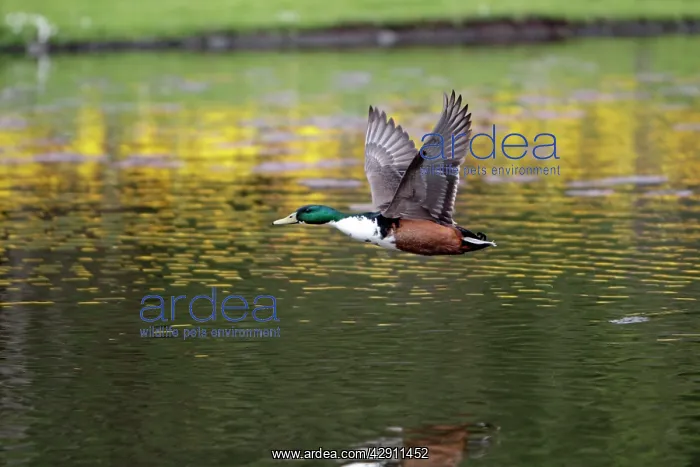 : Mallard - hybrid bird in flight : Mallard - hybrid bird in flight