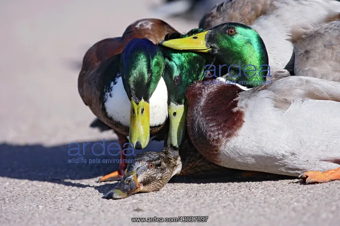 : Mallard - hybrid - group of males try to mate with female : Mallard - hybrid - group of males try to mate with female