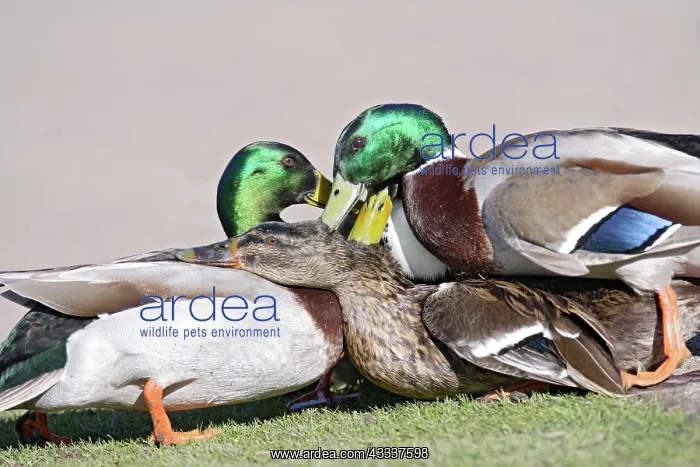 : Mallard - hybrid - group of males try to mate with female : Mallard - hybrid - group of males try to mate with female