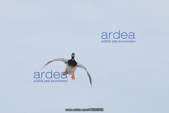 : Mallard Landing : Mallard Landing