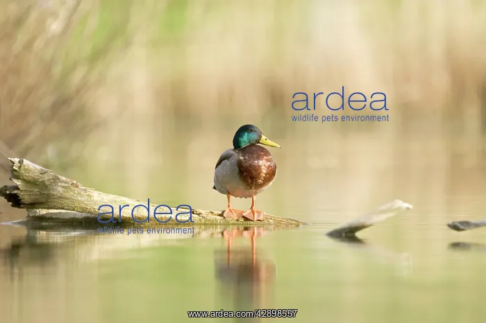 : Mallard - male : Mallard - male