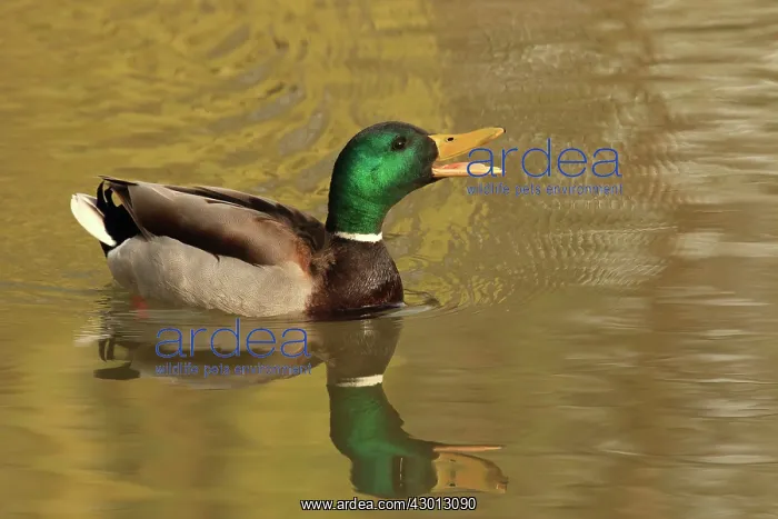 : Mallard male calling in mating season : Mallard male calling in mating season