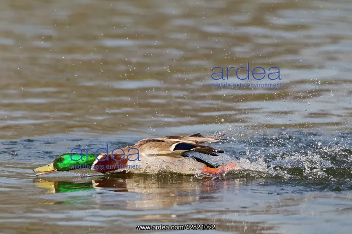 : Mallard - male chasing rivals on water : Mallard - male chasing rivals on water