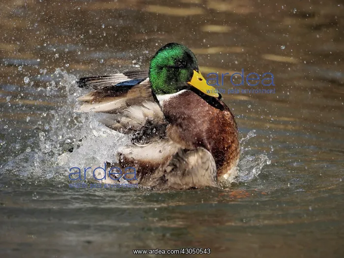  : Mallard-male cleaning his feathers, Germany