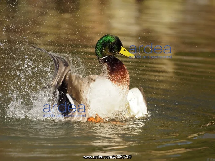 : Mallard-male cleaning his feathers, Germany