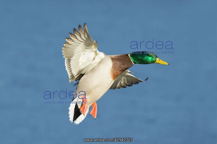 : Mallard - male coming in for a landing : Mallard - male coming in for a landing