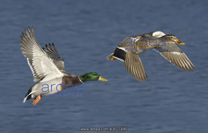  : Mallard Male and Female in flight
