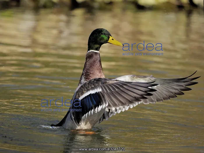  : Mallard-male flapping his wings, Germany