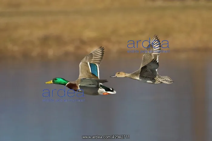  : Mallard - male in flight with Pintail, female