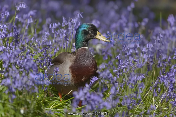 : Mallard - male mallard sitting in a carpet of blooming : Mallard - male mallard sitting in a carpet of blooming