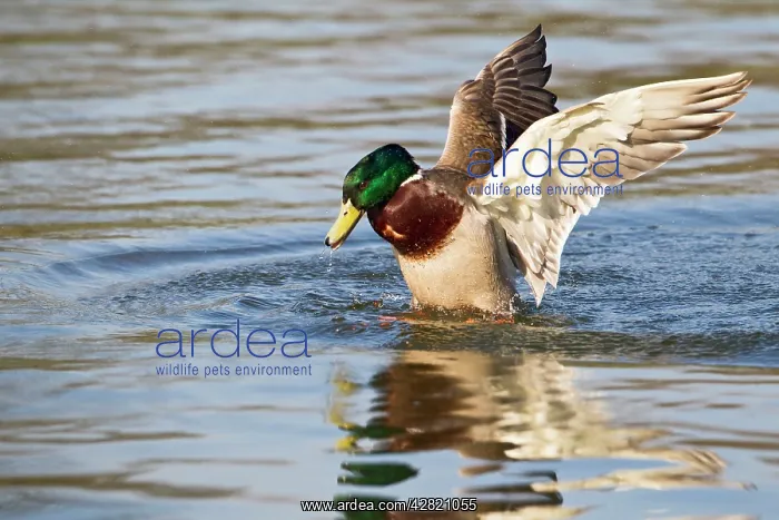  : Mallard - male mating with submerged female