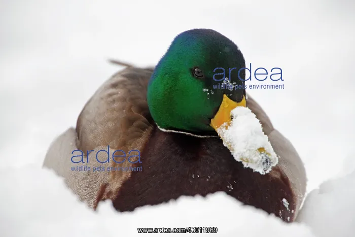 : Mallard male in snow : Mallard male in snow