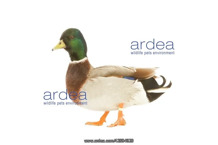 : Mallard - male in studio : Mallard - male in studio