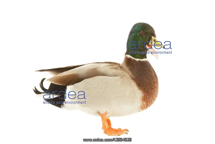 : Mallard - male in studio : Mallard - male in studio