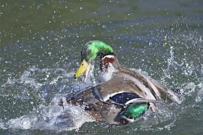 : Mallard - male trying to drown competitor : Mallard - male trying to drown competitor