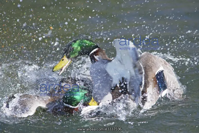 : Mallard - male trying to drown competitor : Mallard - male trying to drown competitor