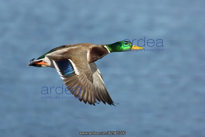 : Mallard - male in winter : Mallard - male in winter