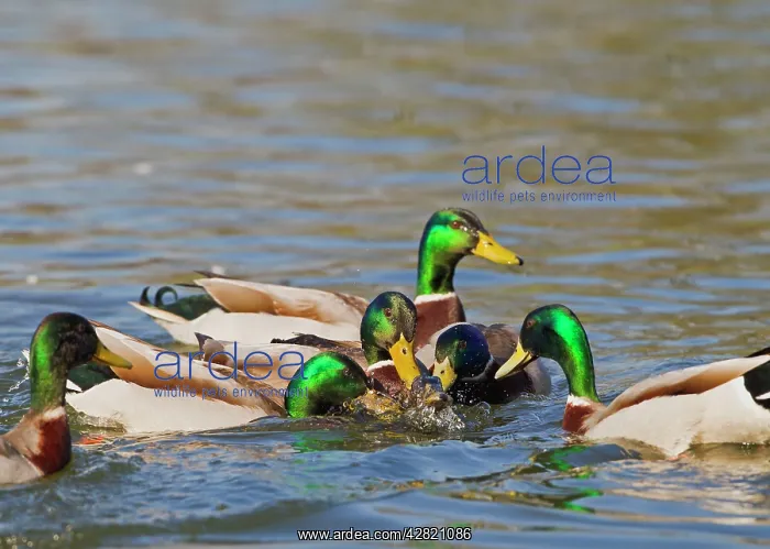 : Mallard - males mating with female : Mallard - males mating with female